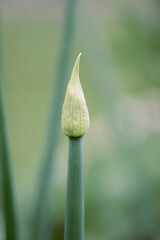 green onions going to seed 