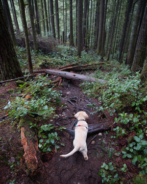 A puppy making her way down a forest trail