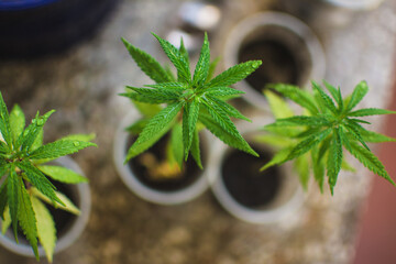 Cannabis growing