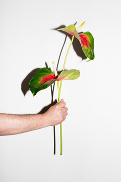 Christmas Flower 
