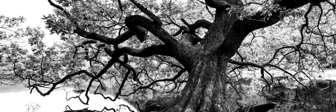 The Great Oak Tree black and white