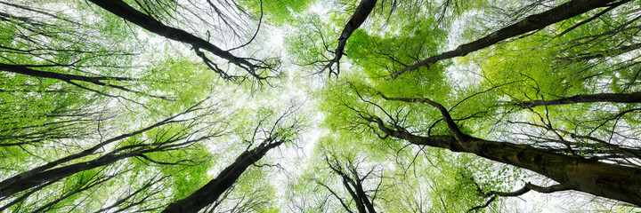 Looking up in the forest