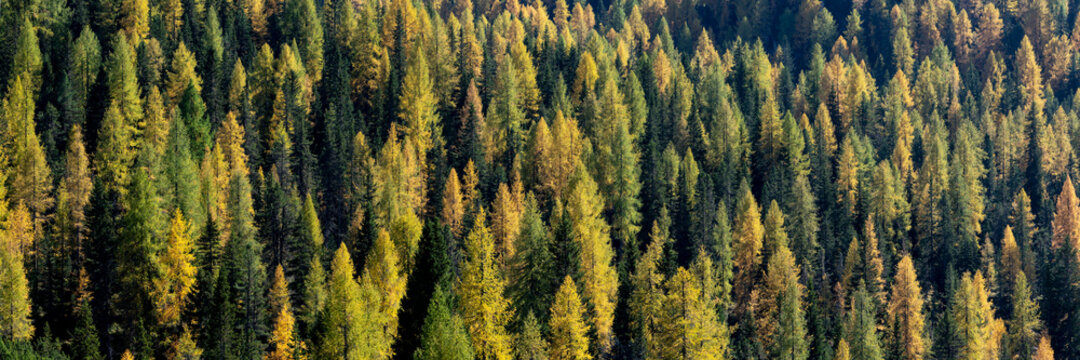 Alps Alpine forest in fall 2