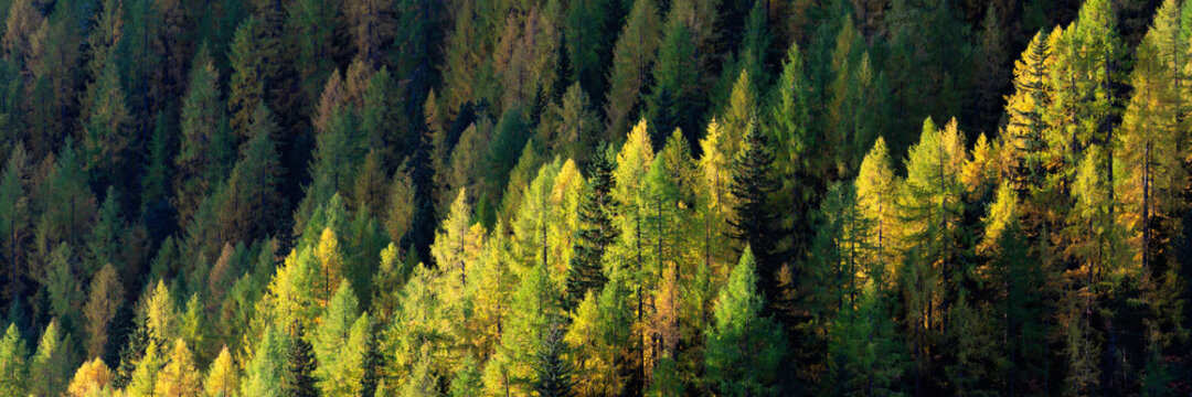 Alps Alpine forest in fall