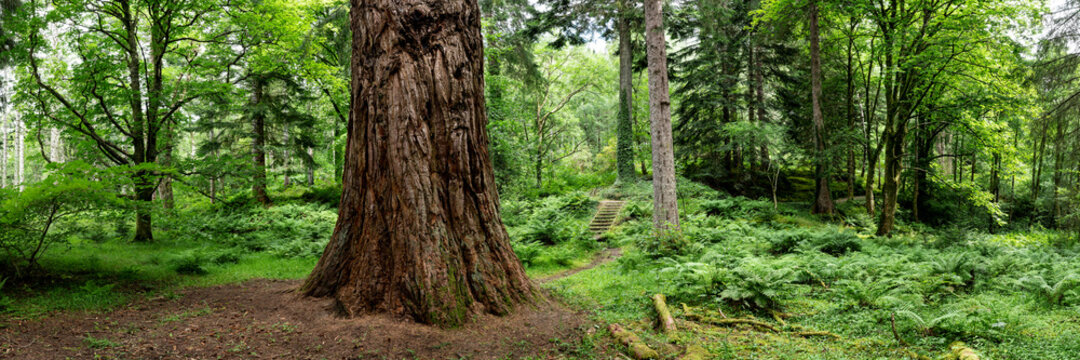 Fototapeta Giant tree in scotland