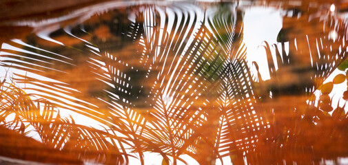 Reflection of Palm trees and tropical trees, water from rain is on a leaf, orange, green. Summer...