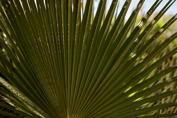 Tropical palm leaves close up. Copy space. Summer paradise concept. Botanical background. High quality photo