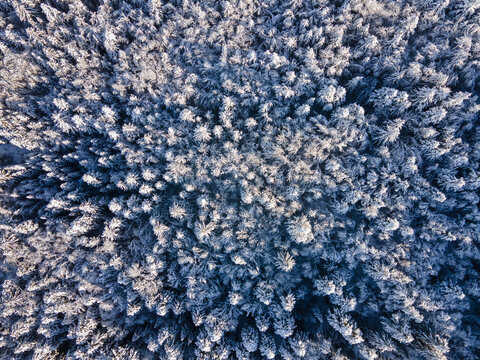 winter forest background, aerial landscape with fir trees after snowfall