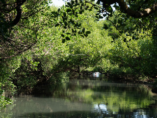 Fototapeta na wymiar mangrove forest in stream