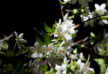  branch of a blossoming apple tree on a dark background - spring and blossoming apple trees, a beautiful photo