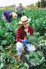 Positive european woman picking harvest of broccoli on the field
