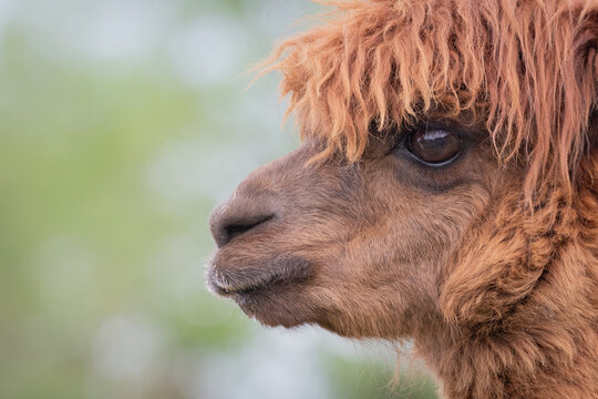 alpaca face