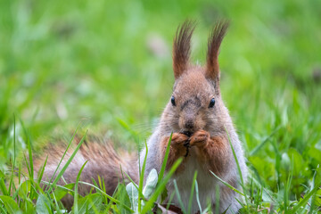 Close-up Portrait of Squirrel. Squirrel eats a nut while sitting in green grass.
