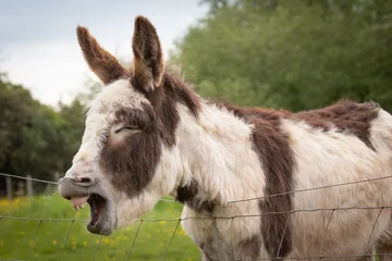 Muurstickers donkey yawn © scott