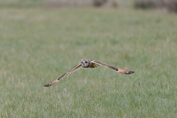 Short-eared owl (Asio flammeus) flying over farmland fields while hunting at dusk