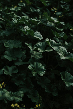 Plant Paradise 