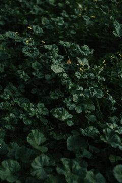 Plant Paradise II