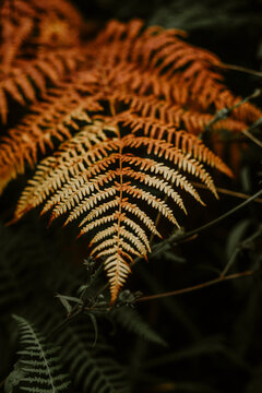 Orange fern