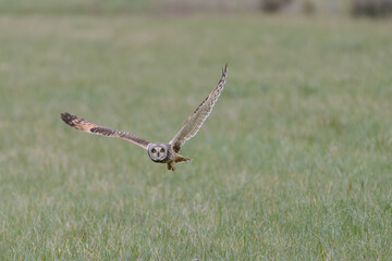 Short-eared owl Asio flammeus flying low over farm fields to hunt at dusk