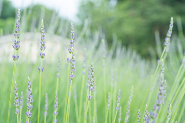 ラベンダーの花