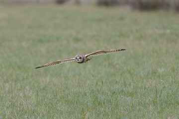 Owl flying low over farmland pastures at dusk 