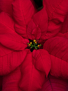 poinsettia