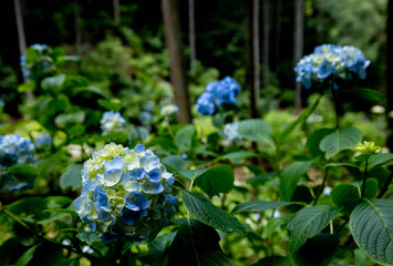 Hydrangea