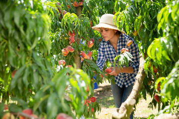 Young woman in hat picking peaches in garden at sunny summer day