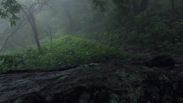 Dark foggy trail in the forest