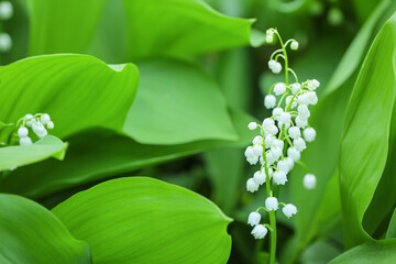 Beautiful lily-of-the-valley growing outdoors, closeup