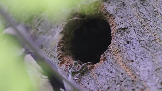 BIRDS - Great spotted woodpecker male feeds young in nest hole in tree, close up