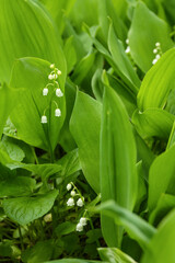 Obraz premium Beautiful lily-of-the-valley flowers outdoors, closeup
