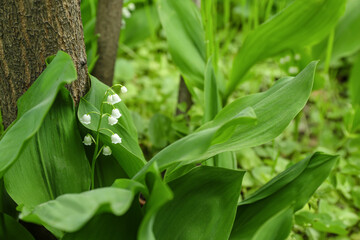 Beautiful lily-of-the-valley flowers outdoors, closeup