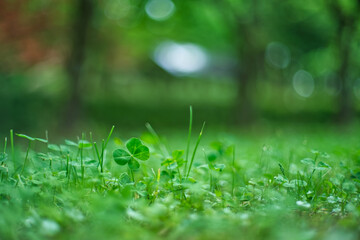 四葉のクローバー