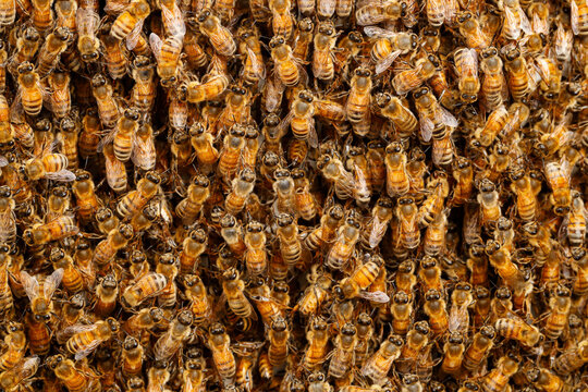 Honey bees
