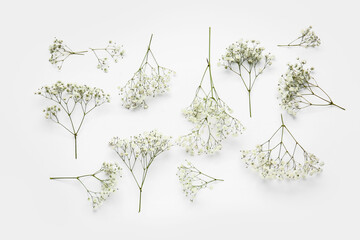 Beautiful gypsophila flowers on white background - obrazy, fototapety, plakaty