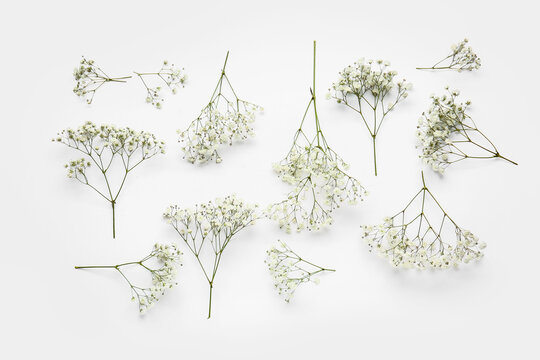 Beautiful gypsophila flowers on white background