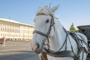Naklejka na ściany i meble Close-up of the head of a white horse harnessed to a stroller in the city square. Selective focus. Blurred backdrop.
