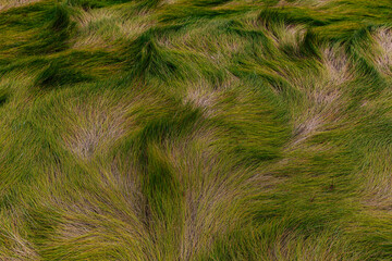 Matted Marsh Grass In Autumn Season