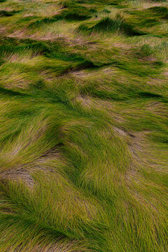 Amber Marsh Grass In Autumn Season