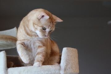 下を向いて語手を上げる猫アメリカンショートヘア。A cat that finds something and raises one hand.