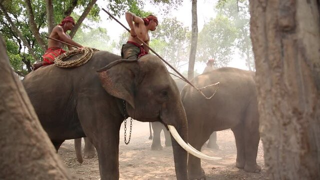 Elephant mahout portrait. The Kuy (Kui) People of Thailand and Elephant Ritual Making or Wild Elephant Catching in forest. Mahout shepherd Elephant in forest at Elephant Village Thailand. Conservation