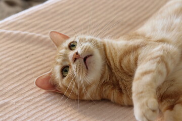 寝転んで口を少し開けて凝視する猫アメリカンショートヘア。A cat staring with his mouth slightly open.