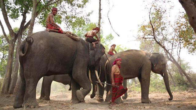 Elephant mahout portrait. The Kuy (Kui) People of Thailand and Elephant Ritual Making or Wild Elephant Catching in forest. Mahout shepherd Elephant in forest at Elephant Village Thailand. Conservation