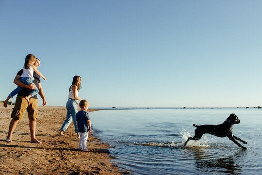 Cheerful parents with little kids looking at funny dog playing in sea water