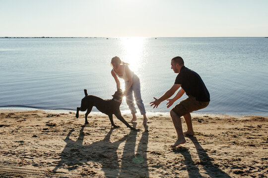 Cheerful couple playing with Cane Corso dog