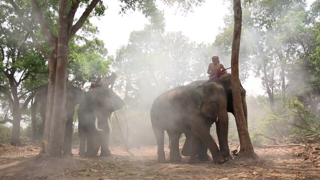 Elephant mahout portrait. The Kuy (Kui) People of Thailand and Elephant Ritual Making or Wild Elephant Catching in forest. Mahout shepherd Elephant in forest at Elephant Village Thailand. Conservation