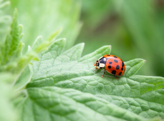 Ladybug on a catmint leave, close up. Beautiful side view of an adult ladybird, lady beetle, lady clock and lady fly. Ladybugs feed on aphids and are a natural method of pest control. Selective focus.