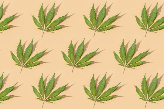 Cannabis