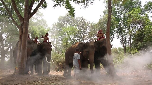 Elephant mahout portrait. The Kuy (Kui) People of Thailand and Elephant Ritual Making or Wild Elephant Catching in forest. Mahout shepherd Elephant in forest at Elephant Village Thailand. Conservation
